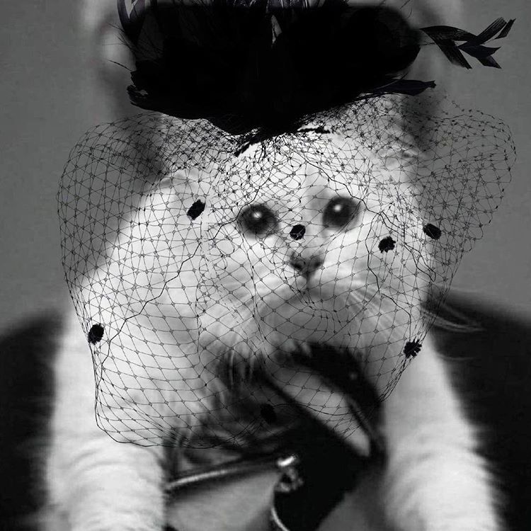 Τι ανέβασε η γάτα του Karl Lagerfeld στο Instagram;