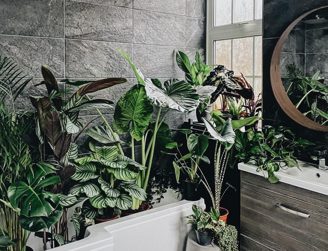 Τα 10 καλύτερα φυτά για να διακοσμήσεις το μπάνιο σου