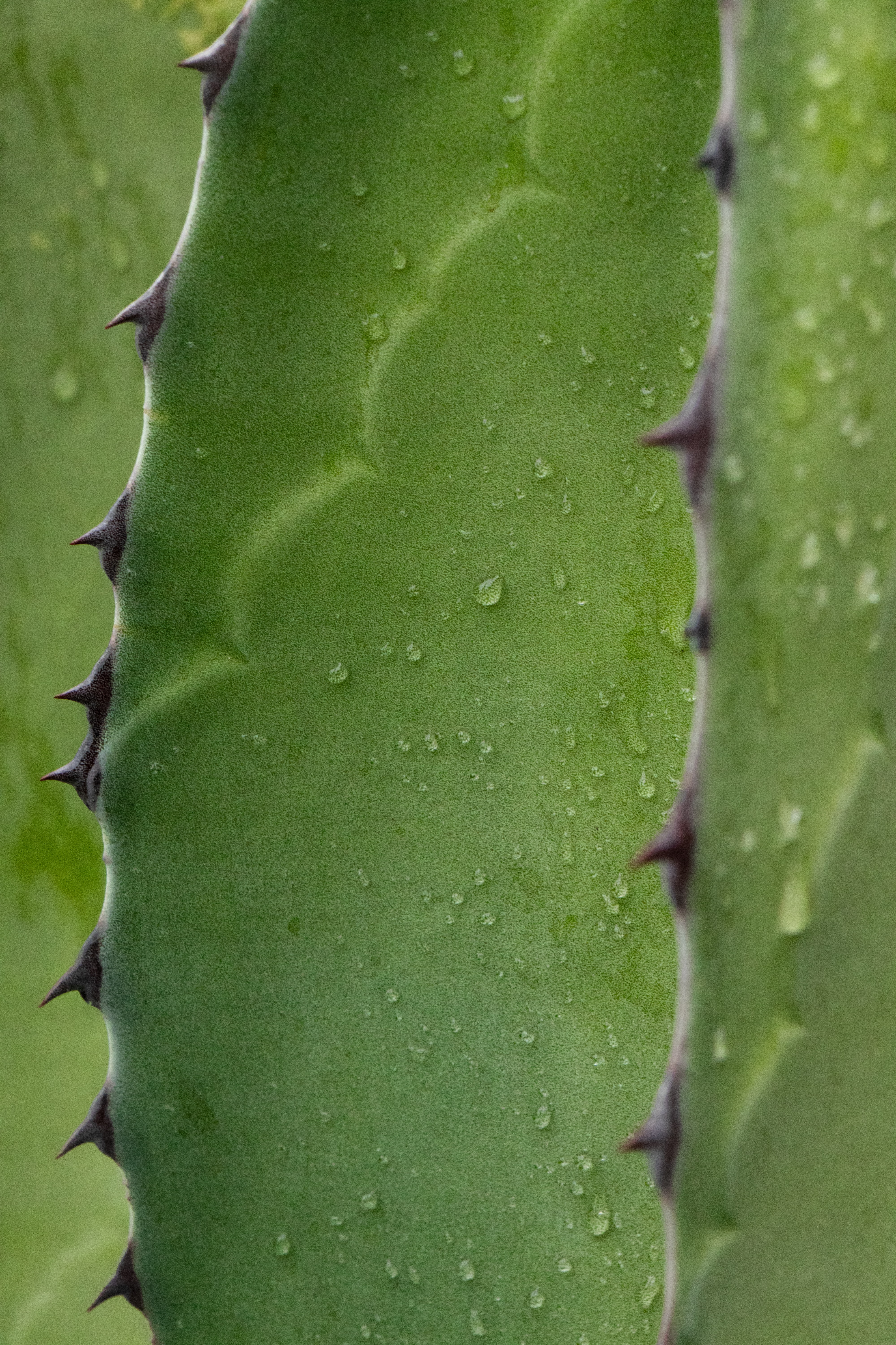 Aloe 