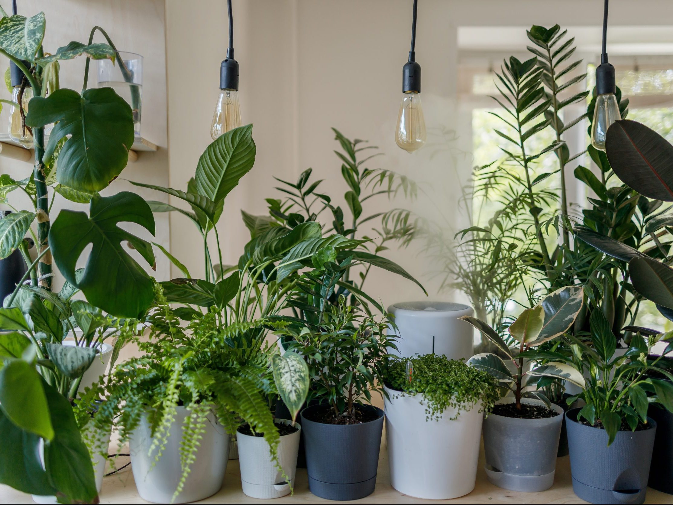 Πώς να προστατεύσεις τα φυτά σου από την ζέστη και κάθε πότε πρέπει να τα ποτίζεις