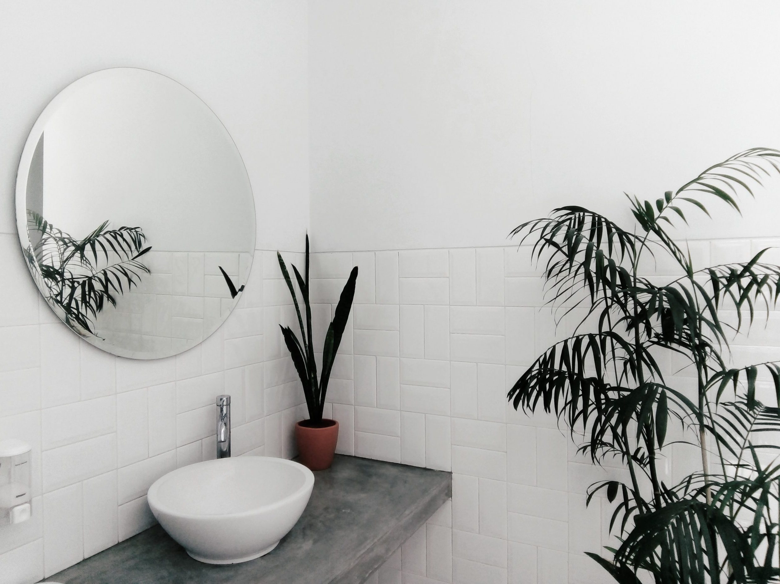 Θέλεις να προσθέσεις λίγο πράσινο στο μπάνιο σου; 5 φυτά εσωτερικού χώρου που αγαπούν την υγρασία